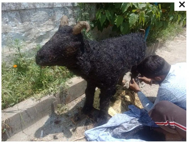संस्कृति बचाओ मंच ने तैयार किया सिंथेटिक बकरा, बकरीद पर आ गया कुर्बानी का इको फ्रेंडली विकल्प