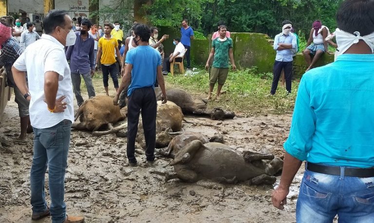 छत्तीसगढ़: पंचायत भवन में बंद कर रखे गए 40 गायों की दम घुटने से मौत, सरपंच पर FIR