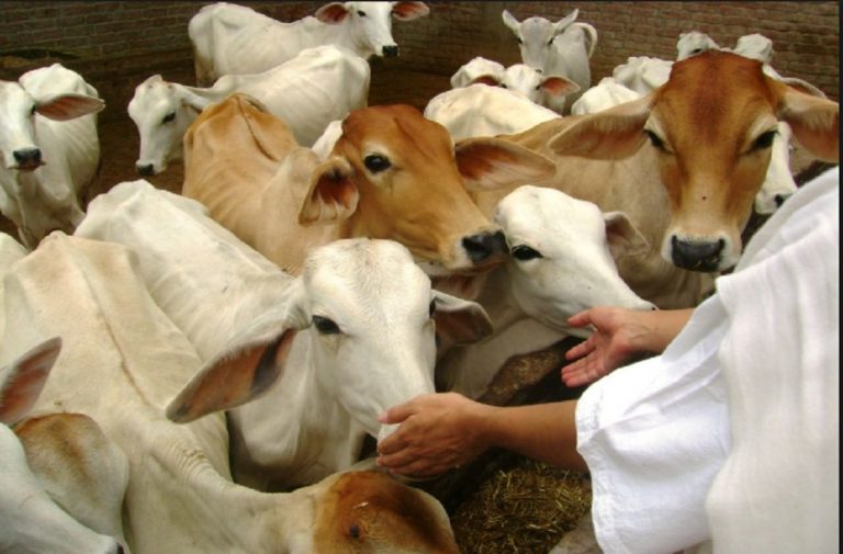 139 मामलों में 76 अपराधी गौहत्या के दोषी: योगी सरकार ने दिया NSA के तहत सख्त कदम उठाने के निर्देश