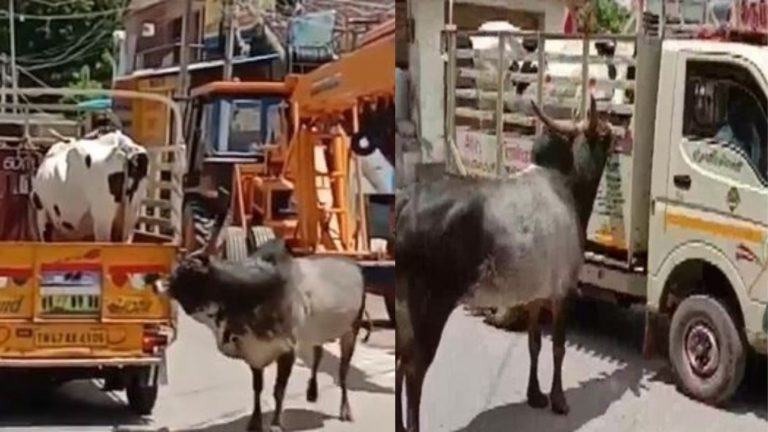 गाय से बिछड़ना नहीं हुआ बर्दाश्त, एक किलोमीटर तक गाड़ी के पीछे भागता रहा सांड: Video हुआ Viral