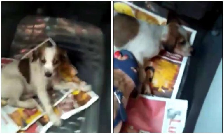 कुत्ते को पैर से कुचलते हुए महिला का वीडियो वायरल: सोशल मीडिया पर लोगों ने की सख्त कार्रवाई की माँग