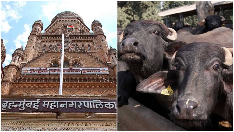 150 नहीं, रोज 5000 भैंस की कुर्बानी देंगे: BMC के निर्देश से मजहबी संगठन नाराज, जाएँगे HC