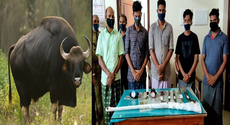 केरल: गर्भवती भैंस काटकर पूर्ण विकसित भ्रूण निकालकर खाया, अबू और सुहैल समेत 6 गिरफ्तार