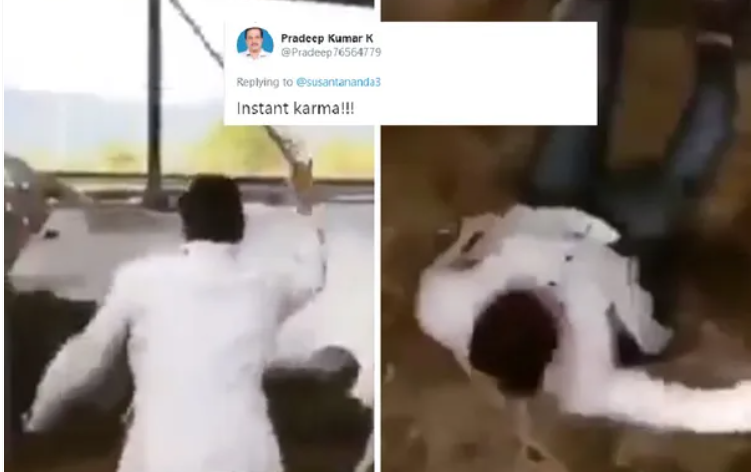 गायों की डंडे से कर रहा था पिटाई, बछड़े ने सीने पर ऐसी मारी दुलत्ती कि गोबर में लोट गया: लोगों ने कहा- यही है ‘Instant Karma’