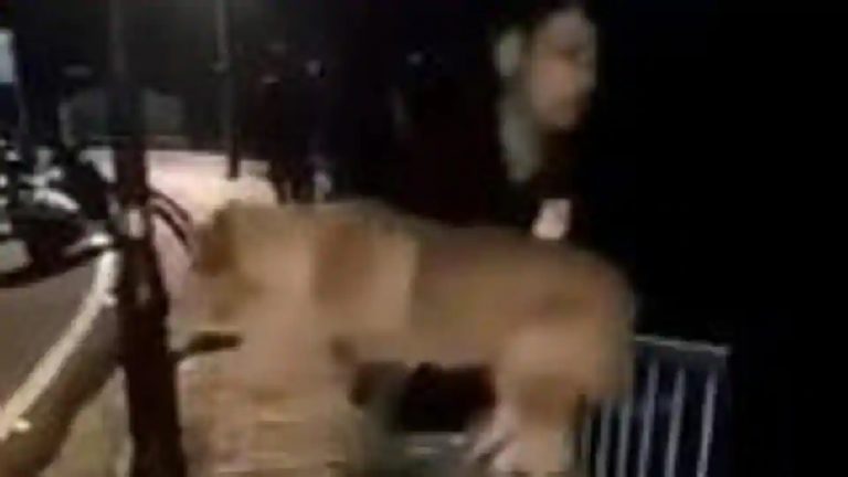 सलमान खान ने कुत्ते को उठाया, झील में फेंका… और हँसते हुए वीडियो बनवाता रहा: FIR दर्ज, आरोपित फरार