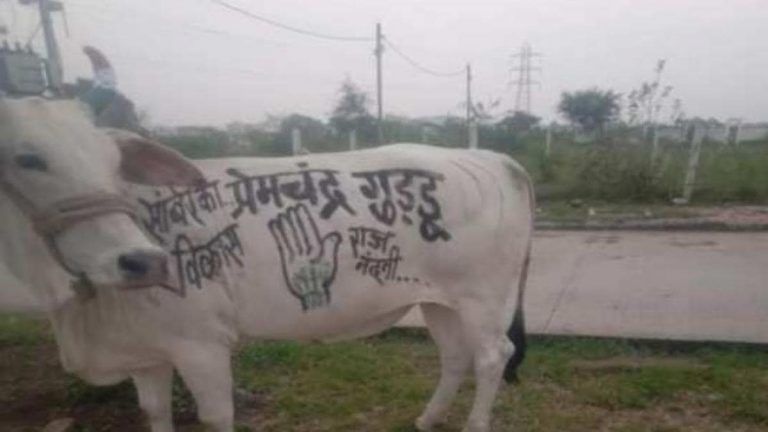 MP: कॉन्ग्रेस ने गाय को किया चुनाव के लिए इस्तेमाल, शरीर पर पंजे के निशान के साथ लिखा उम्मीदवार का नाम