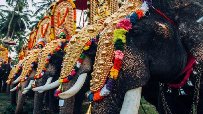 मध्य प्रदेश, हाथी