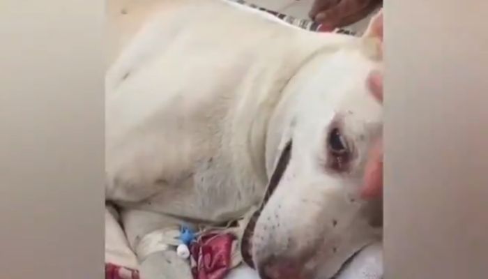 एक कुत्ते के साथ रेप, दूसरे के गुप्तांग में डाली 11 इंच की लकड़ी: महाराष्ट्र में हैवानियत की 2 घटनाएँ