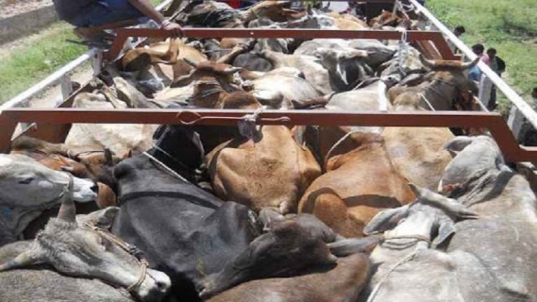 गोहत्या: 18 घटनाएँ, जहाँ रंगेहाथ पकड़े गए 87 गौ-तस्कर, जिनसे मिले कुल 2604 गौवंश अवशेष