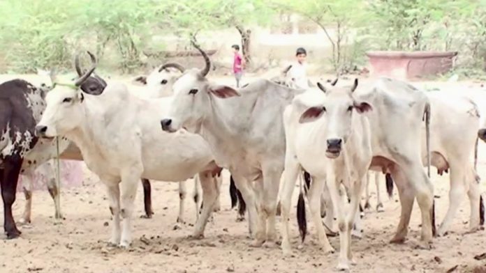 गौशाला