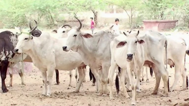 गाय चाहिए तो ‘प्रदूषण सर्टिफिकेट’ लाइए: NGT ने गोशाला खोलने के लिए जारी किए नए दिशानिर्देश