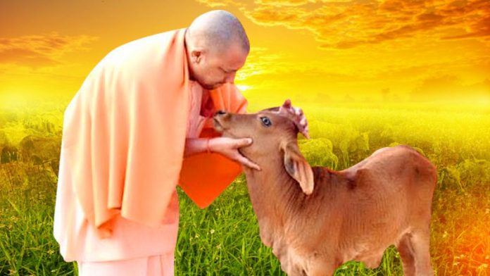योगी, गायें, गरीब परिवारों