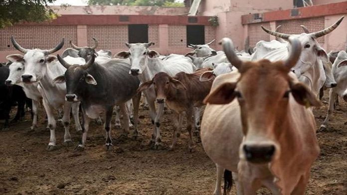 राजस्थान गौशाला गाय मौत
