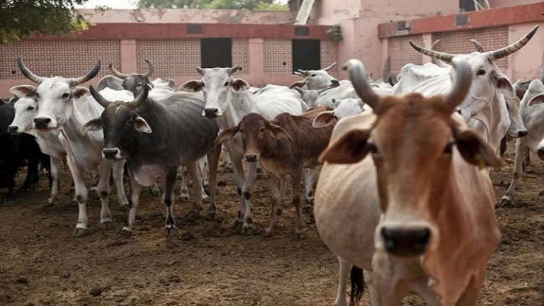 राजस्थान के एक ही गोशाला में 94 गायों की मौत, कई की हालत गंभीर: चारे के नमूनों की हो रही जाँच