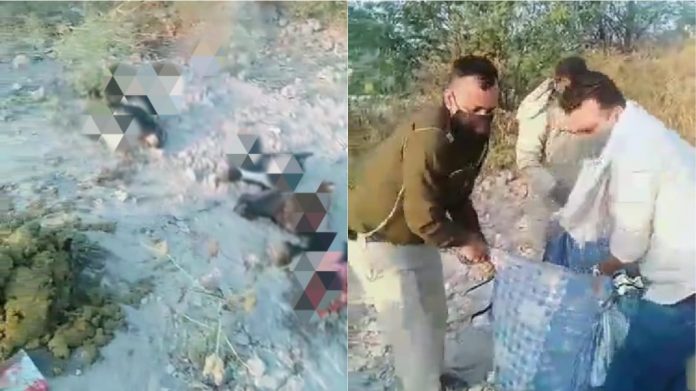 गायों के कटे सिर, दिल्ली
