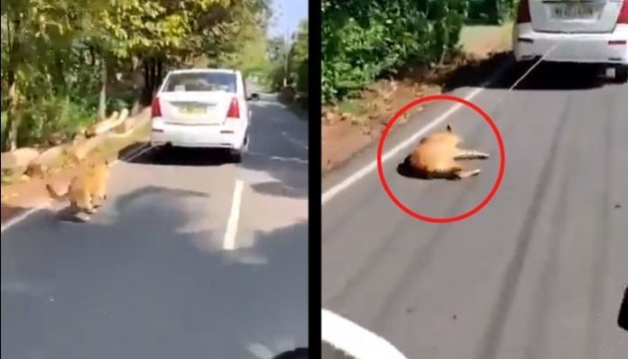 केरल में कुत्ते को गाड़ी से बाँध कर घसीटा गया
