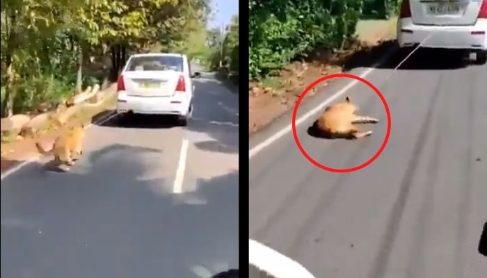 कुत्ते को कार से बाँध यूसुफ ने कई किलोमीटर तक घसीटा, केरल में ही विस्फोटक खिलाकर मार डाली गई थी हथिनी