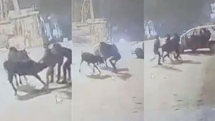 गाय चोरी
