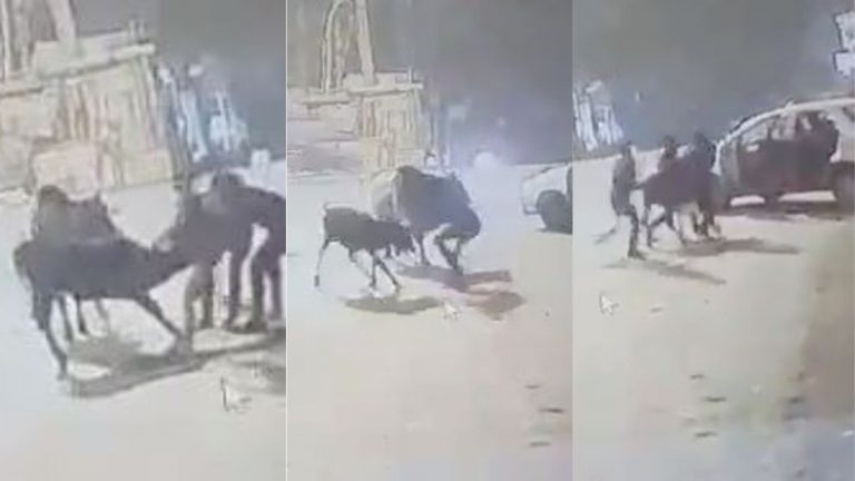 Video: दिल्ली की खाली सड़क पर खड़ी गाय को दिनदहाड़े कार में भरकर ले गए 3 युवक