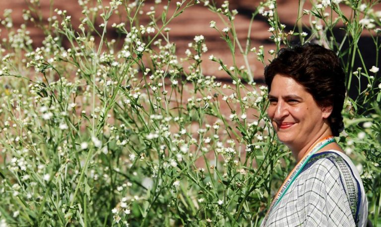 नेहरू का सहारा लेकर प्रियंका ने कृषि कानून पर किया हमला, लेकिन भूल गई कि कैसे पहले PM ने दिया था ‘कॉन्ग्रेस घास’ का तोहफा