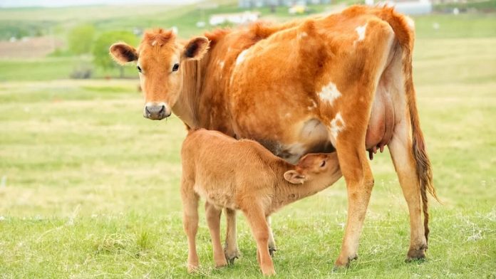 गौ विज्ञान, केरल, भगवाकरण