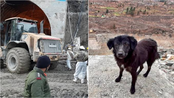 ब्लैकी कुत्ता तपोवन सुरंग उत्तराखंड