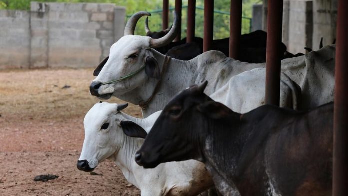 राजस्थान, गोशाला, अनुदान, गाय