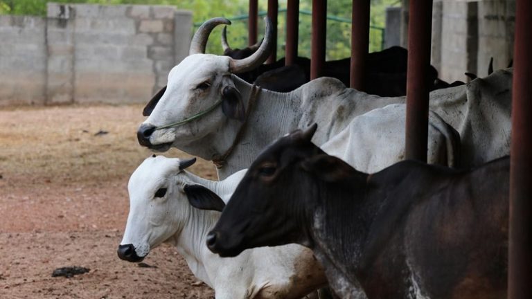 राजस्थान में गाय-गोशाला के नाम पर फर्जीवाड़ा: 1 भी गाय नहीं पर सरकार ने दिए करोड़ों, गुल रोशन जैसे नाम भी