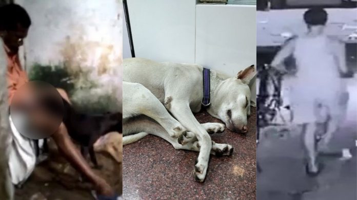 मुंबई, जानवर, यौन उत्पीड़न