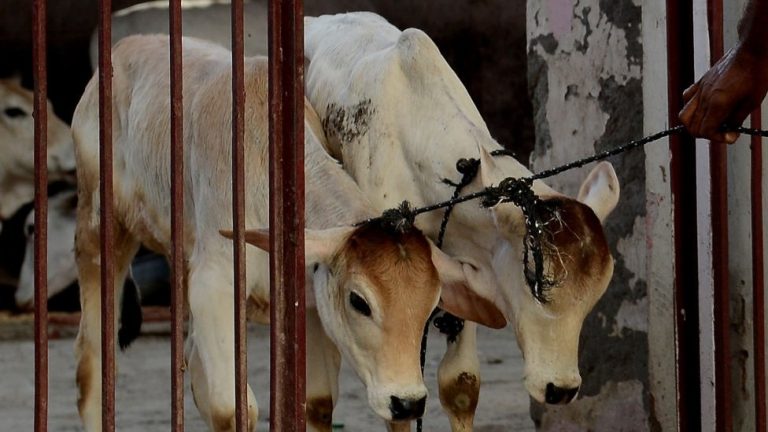हरियाणा का हकीमुद्दीन पूरा भारत घूमता, गाय चुराकर बुचड़खाने में बेच देता: तमिलनाडु में पकड़ा गया