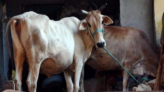 तमिलनाडु, गौहत्या