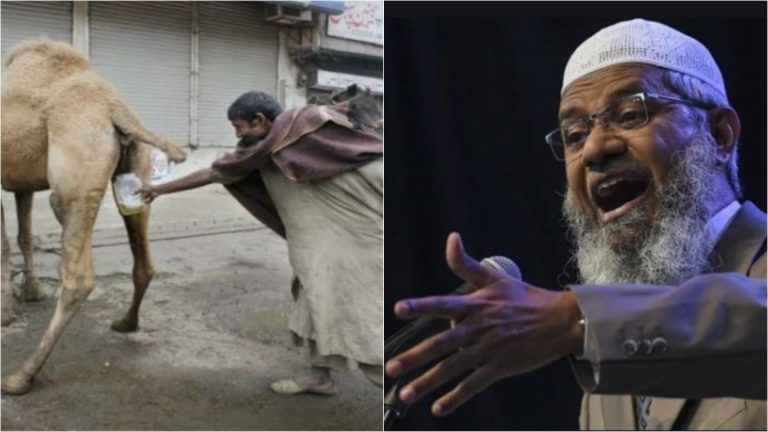 भगोड़े जाकिर नाईक से जानें ‘ऊँट के पेशाब’ पीने के फायदे: बालों की समस्या, त्वचा रोग, हेपेटाइटिस या कैंसर… सबका 1 ईलाज