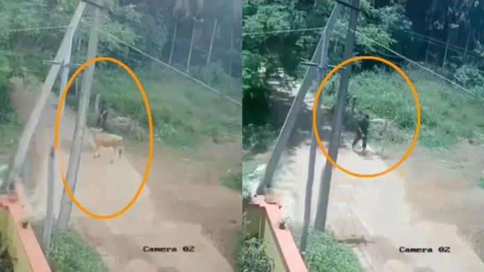 गौहत्या कर्नाटक मुस्लिम हिंदू सोशल मीडिया