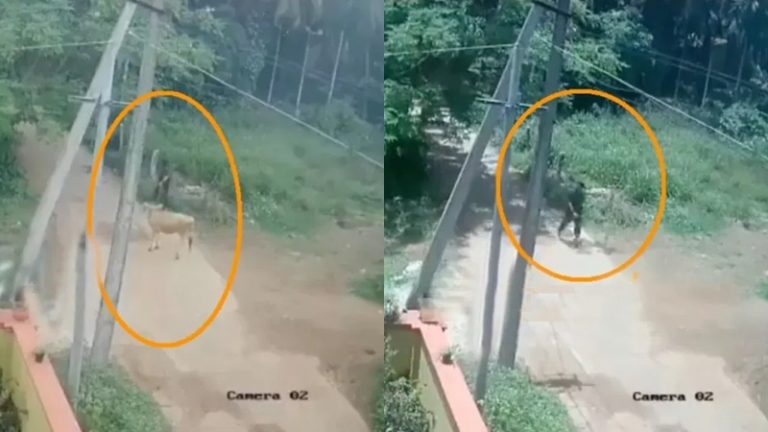 इब्राहिम ने पड़ोसी गंगाधर की गाय चुराकर काट डाला, मांस बाजार में बेचा: CCTV फुटेज से हुआ खुलासा