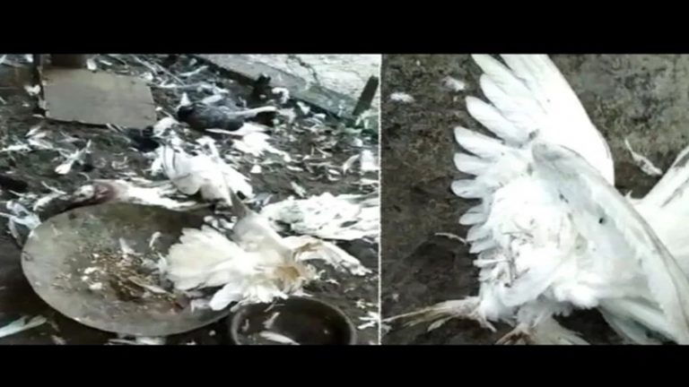 केरल के कम्युनिस्ट गुंडों ने 11 साल के बच्चे के 25 पालतू कबूतरों को मार डाला, परिवार ने दी थी सेवा भारती को मदद