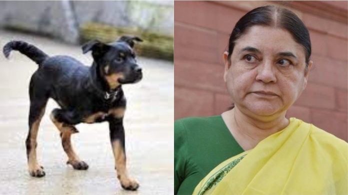 कुत्ते के इलाज से नाराज मेनका गाँधी
