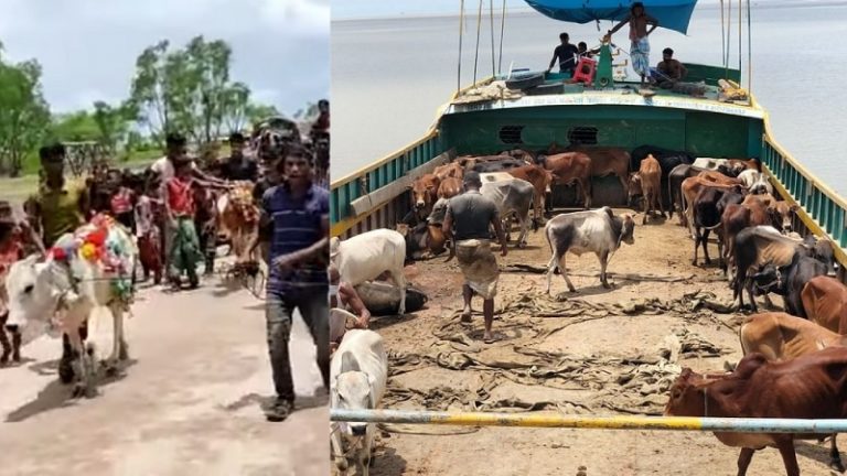 बकरीद पर 725 गायों की हत्या करेंगे रोहिंग्या, सब को 2-2 Kg बीफ: कुर्बानी से पहले गायों को सजा कर रैली भी निकाली