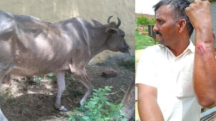 नूरपुर, गाय, पीटा, अलीगढ़