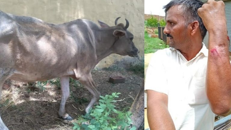 ‘ये तुम्हारी फूफी लगती है या बहन?’: गाय को बचाने पर इरफ़ान, इरशाद और दिलशाद सहित 6 ने युवक को पीटा, नूरपुर की घटना