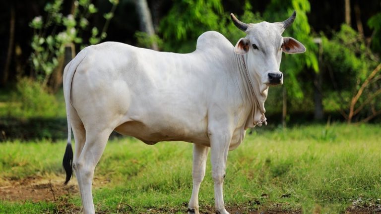 72 साल का शख्स नशे में धुत हो आधी रात गाय से कर रहा था रेप, डेयरी मालिक ने देखा तो भागा: पंजाब की घटना