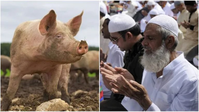 सूअरों की बलि से प्रदूषण, मानसिक शांति भंग… प्रतिबंध लगे: कट्टू नायक्कर समुदाय के हिंदू रीति-रिवाजों के खिलाफ मुस्लिम