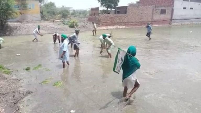 ‘किसानों’ ने BJP नेता की खेत से उखाड़ा धान, PM मोदी को दी गाली: ‘किसान’+कॉन्ग्रेस+माओवादी गिरोह का एकजुट षड्यंत्र
