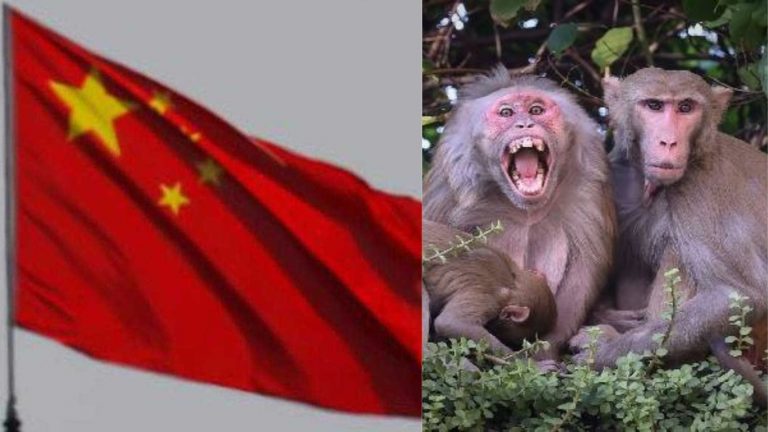 चीन के पहले Monkey B वायरस से संक्रमित पशु चिकित्सक की मौत: जानें ‘वुहान कोरोना’ से भी कितना है घातक