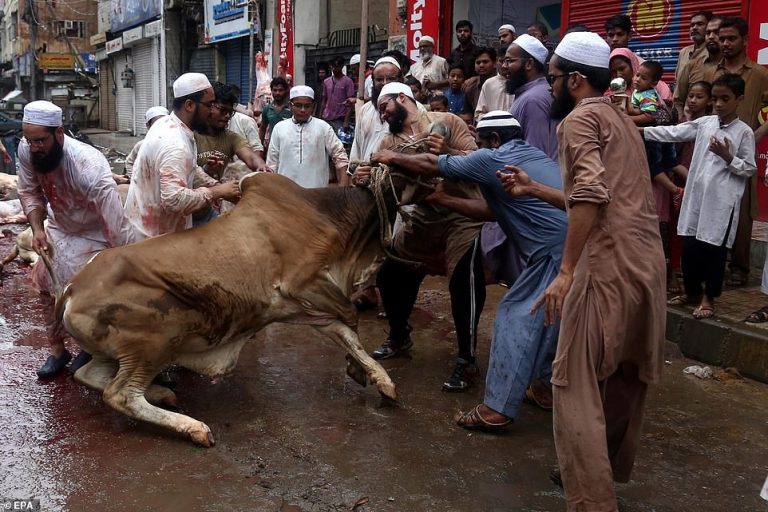 बकरीद पर गाय, बछड़े और ऊँट की कुर्बानी नहीं: जम्मू-कश्मीर प्रशासन हुआ सख्त, भारत सरकार ने भेजी थी चिट्ठी