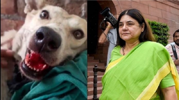 बीजेपी सांसद मेनका गाँधी