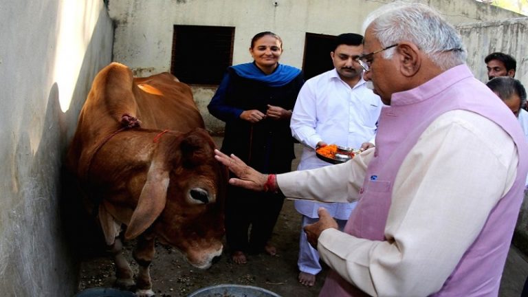 हरियाणा: हर जिले में गायों की रक्षा के लिए STF, 11 सदस्यीय टीम में गोरक्षक भी होंगे