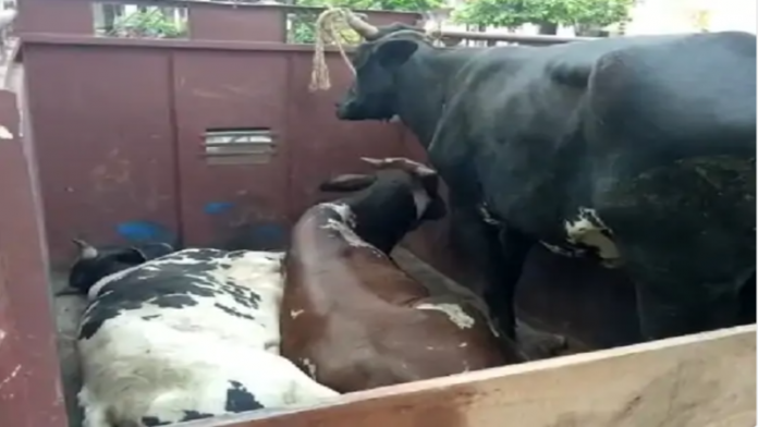 गौ तस्करी राजस्थान