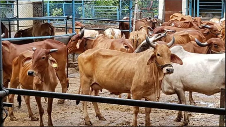 गाय के साथ शोएब ने किया रेप, चारा लेकर आया था: UP पुलिस ने पशु क्रूरता कानून में भेजा जेल