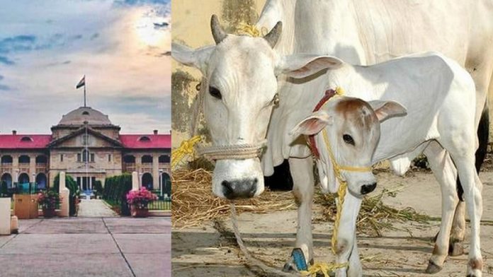 गाय, इलाहाबाद हाईकोर्ट, राष्ट्रीय पशु