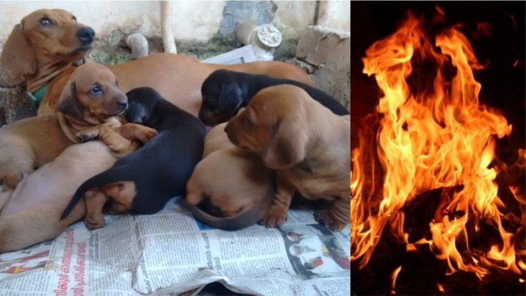 केरल में महिला ने दिखाई दरिंदगी: कुत्ते के 7 पप्पी और उनकी माँ को लगाई आग, देखें वीडियो